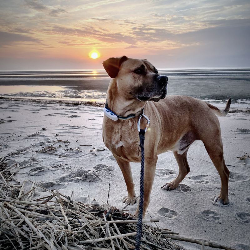 Mookie the dog on the bay beach at sunset