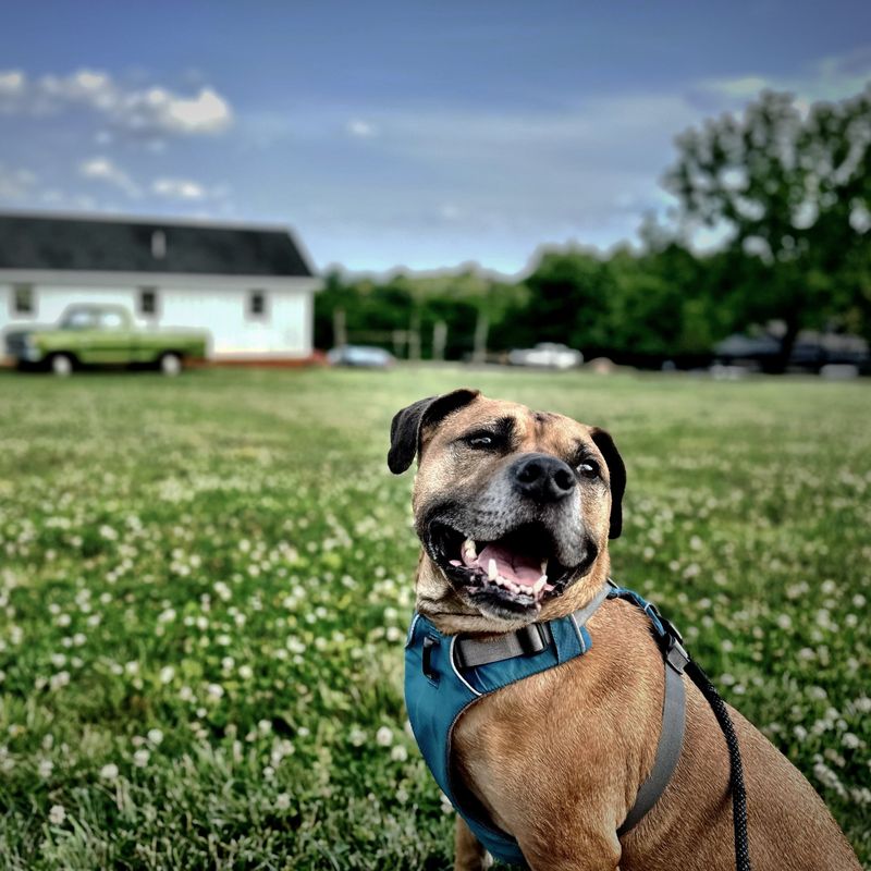 Mookie smiling in a field with an old green truck behind him