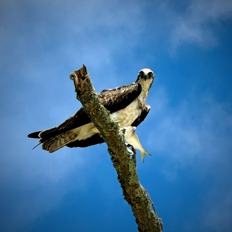 An osprey holding a fish on a dead branch against a blue sky