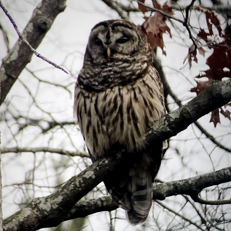 A barred owl dozing on a branch