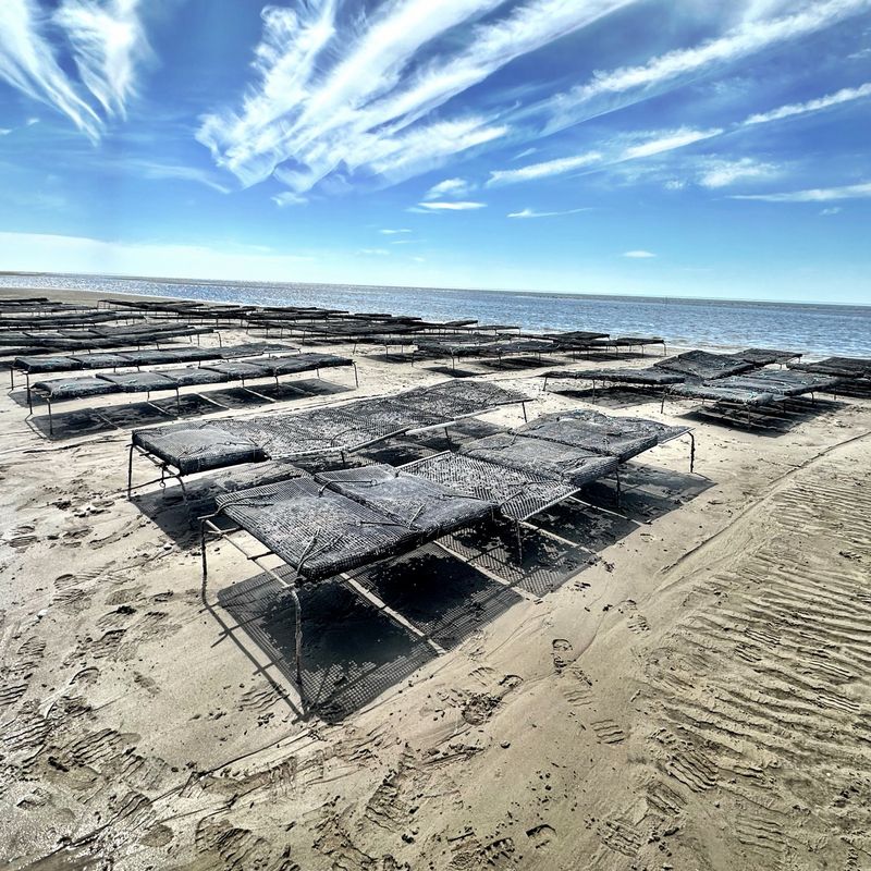 Rows of oyster racks on a tidal flat at low tide