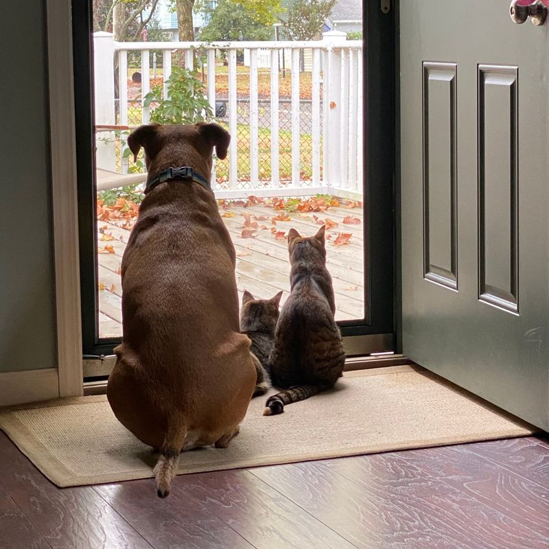 Mookie, Sadie, and Prudence watching the yard through a storm door